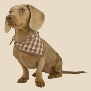 The Picnic Bandana